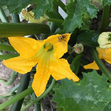 Ibis Strasbourg Sud La Vigie أوستوالد