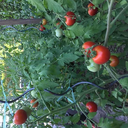 Ibis Strasbourg Sud La Vigie ホテル オストヴァルト