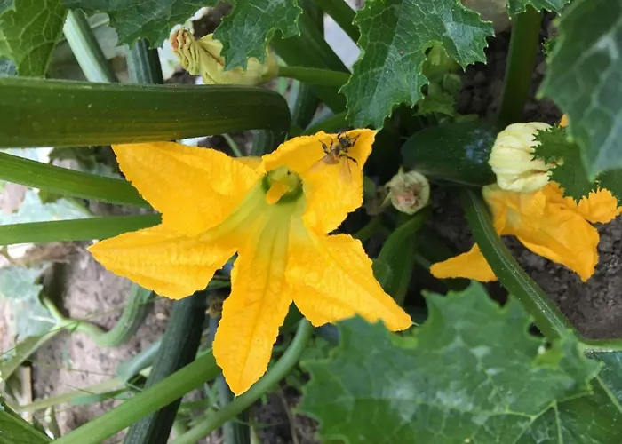 Ibis Strasbourg Sud La Vigie Ostwald